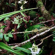 Calanthe sylvatica orchidaceae.Indigène Réunion.jpeg